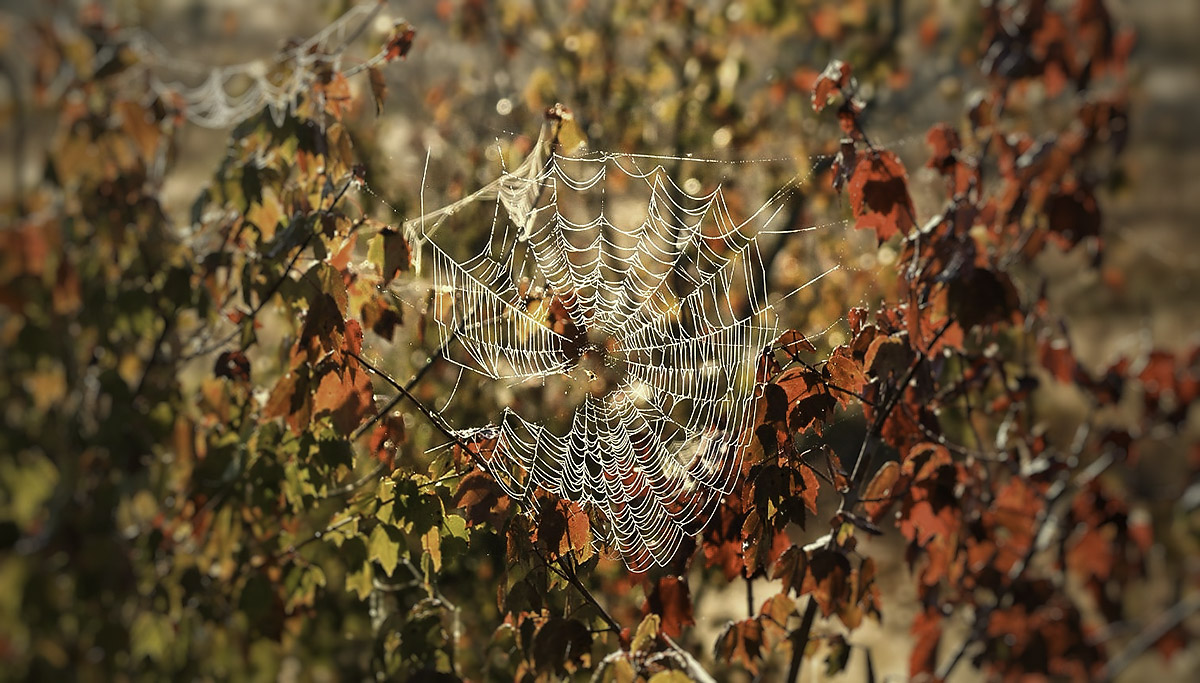 Rory 3PineBarrensSpiderWeb